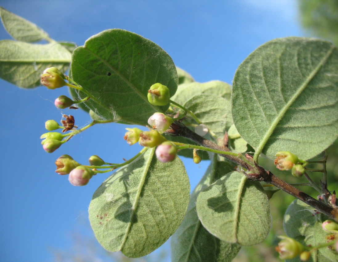 Image of Cotoneaster melanocarpus specimen.