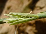 Elytrigia juncea. Соцветие. Израиль, Шарон, г. Герцлия, северные окр. пос. Ноф Ям, высокий берег Средиземного моря. 27.05.2008.