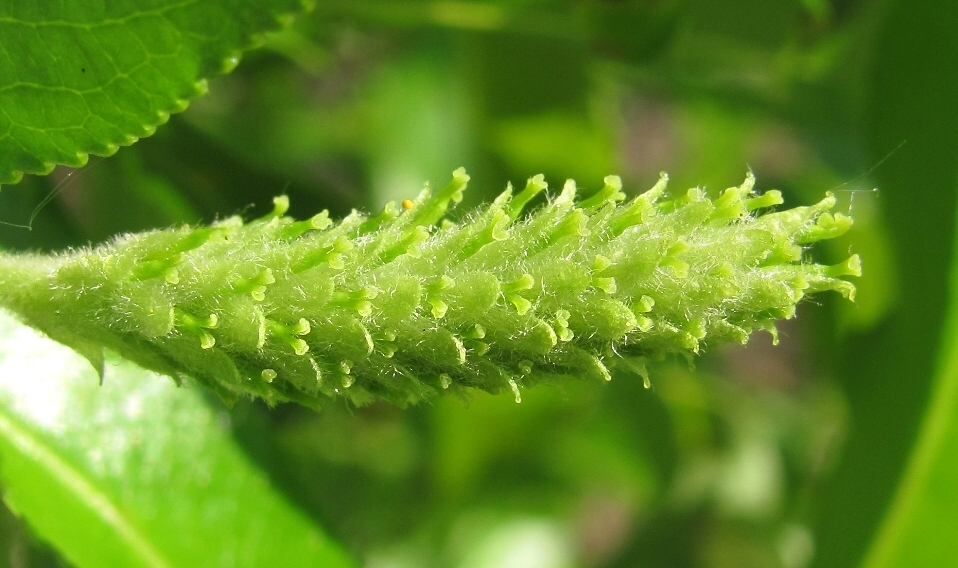 Image of Salix pentandra specimen.