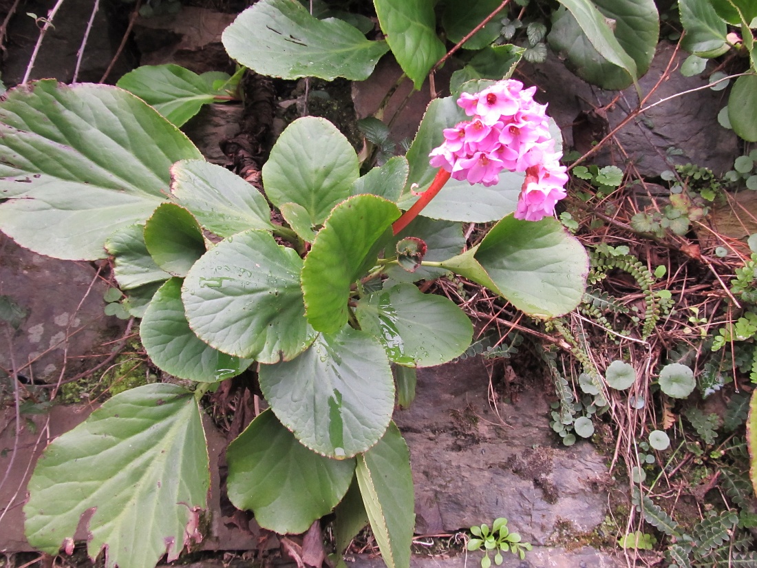 Image of genus Bergenia specimen.