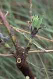 genus Euphorbia. Прикорневая часть растения. Ростовская обл., Мясниковский р-н, хут. Недвиговка, степная балка. 20.11.2011.