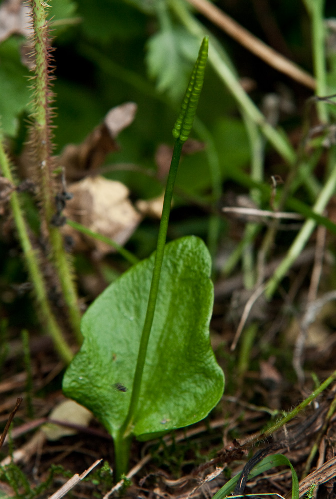 Изображение особи Ophioglossum alaskanum.