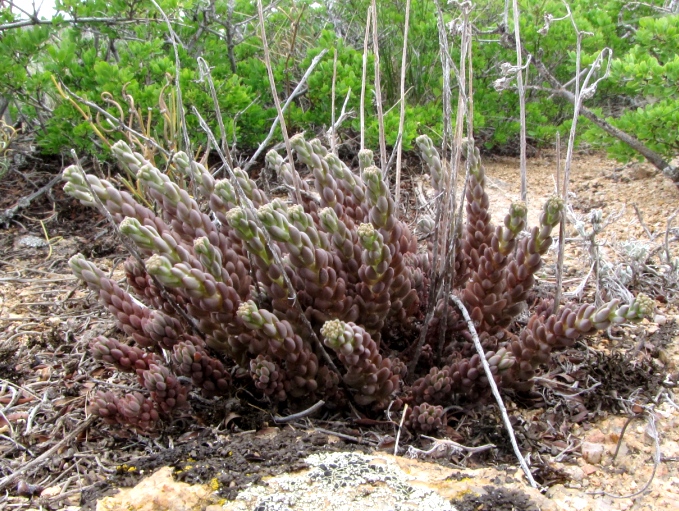 Image of Sedum alberti specimen.