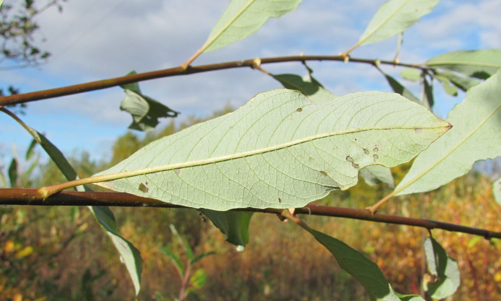 Изображение особи Salix phylicifolia.