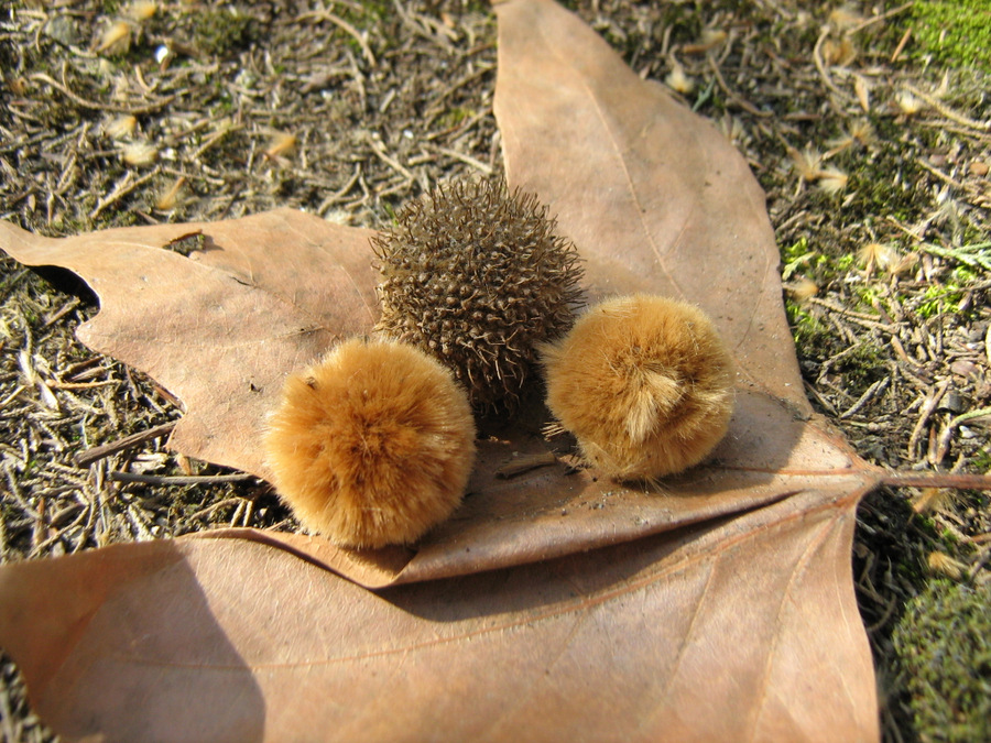 Image of Platanus orientalis specimen.