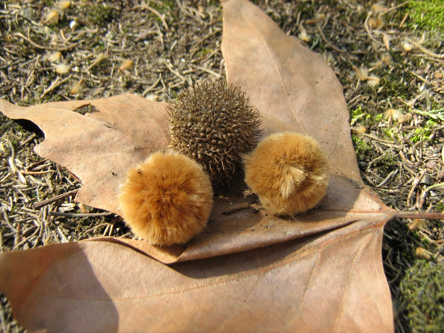 Изображение особи Platanus orientalis.