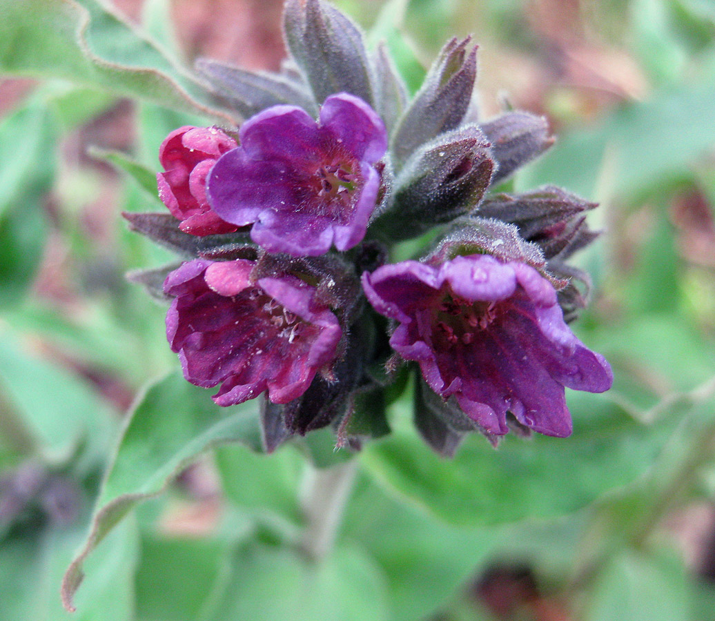 Image of Pulmonaria mollis specimen.