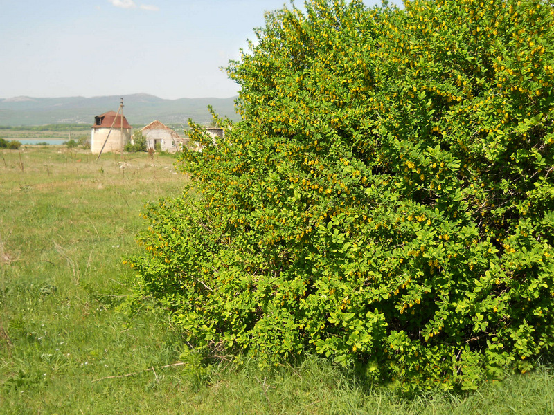 Изображение особи Berberis vulgaris.