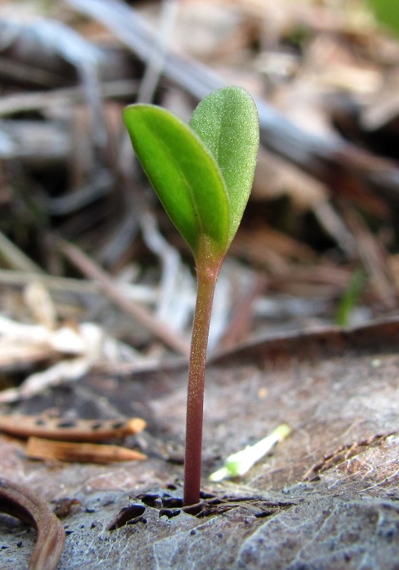 Image of genus Melampyrum specimen.