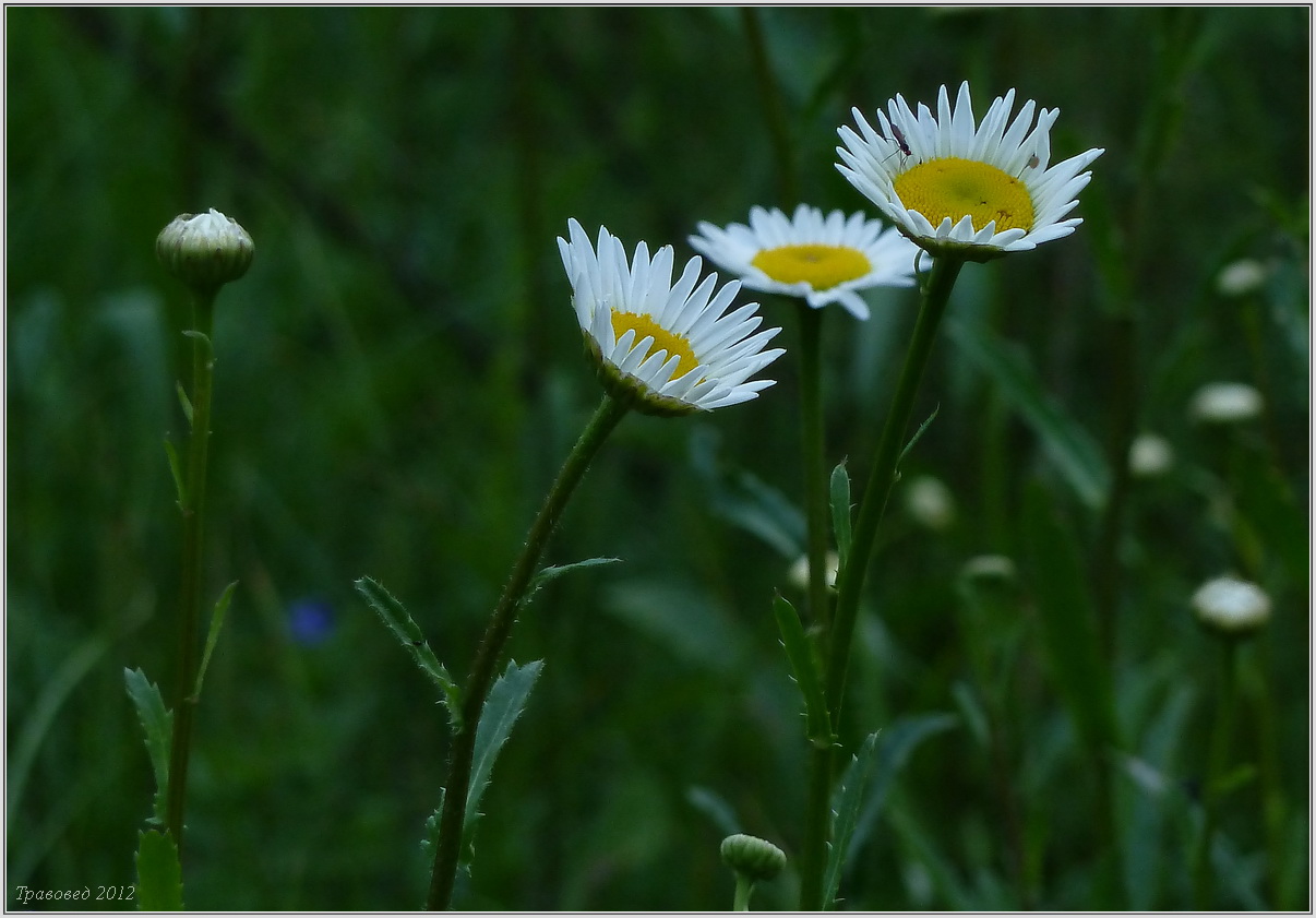 Image of Leucanthemum ircutianum specimen.