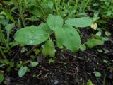 Polygonatum involucratum. Цветущее растение в дубовом лесу. Приморский край, г. Находка. 11.06.2012.