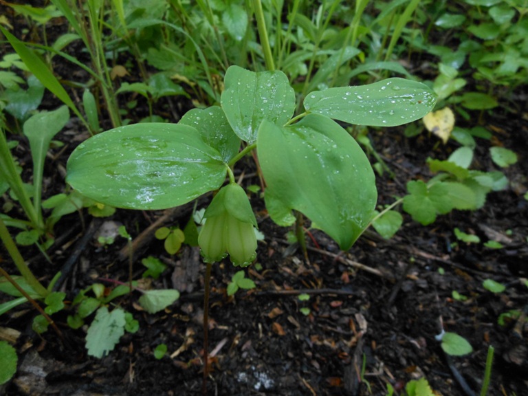 Image of Polygonatum involucratum specimen.