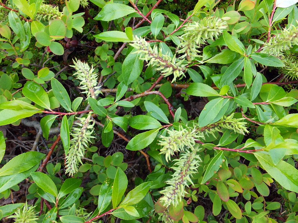 Image of Salix phylicifolia specimen.