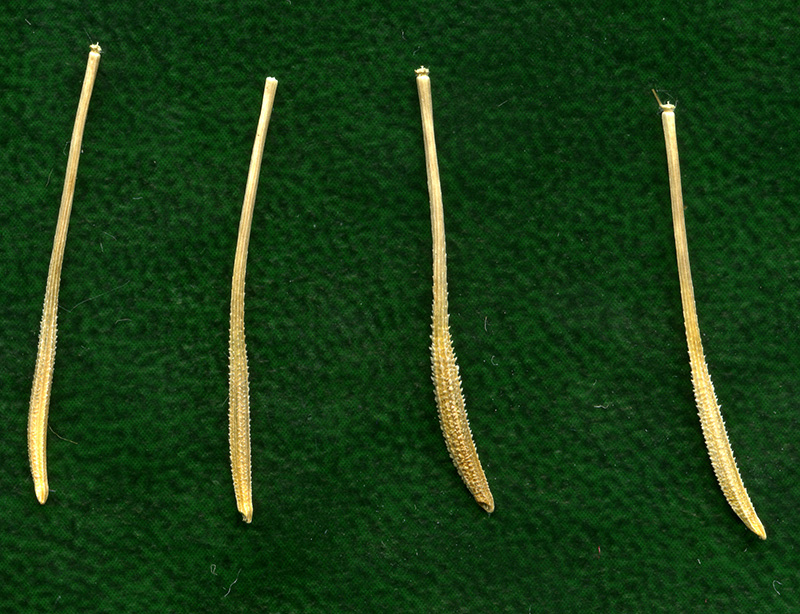 Image of Tragopogon dubius ssp. major specimen.