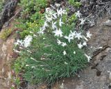 Dianthus arenarius. Цветущее растение. Карелия, Ладожское озеро, о-в Валаам. 21.06.2012.