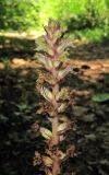 Orobanche hederae. Верхушка цветущего растения. Абхазия, Гагрский р-н, окр. г. Пицунда, сосновая роща. 10.06.2012.