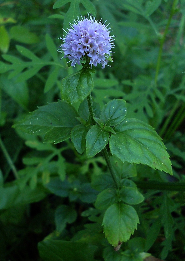 Image of Mentha aquatica specimen.