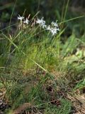 Dianthus borussicus