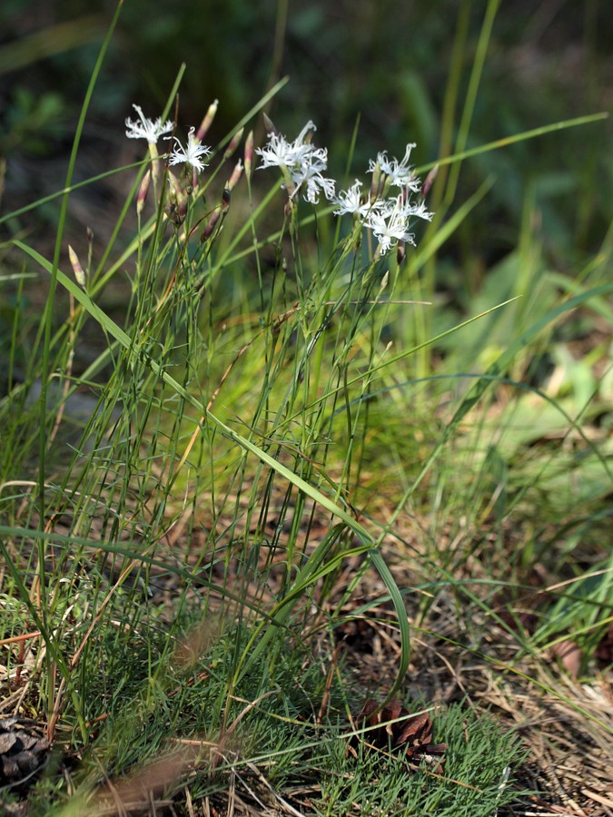 Изображение особи Dianthus borussicus.