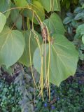 Catalpa ovata