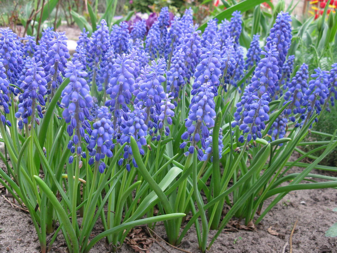 Изображение особи Muscari armeniacum.