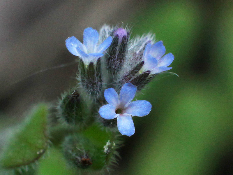 Изображение особи Myosotis micrantha.