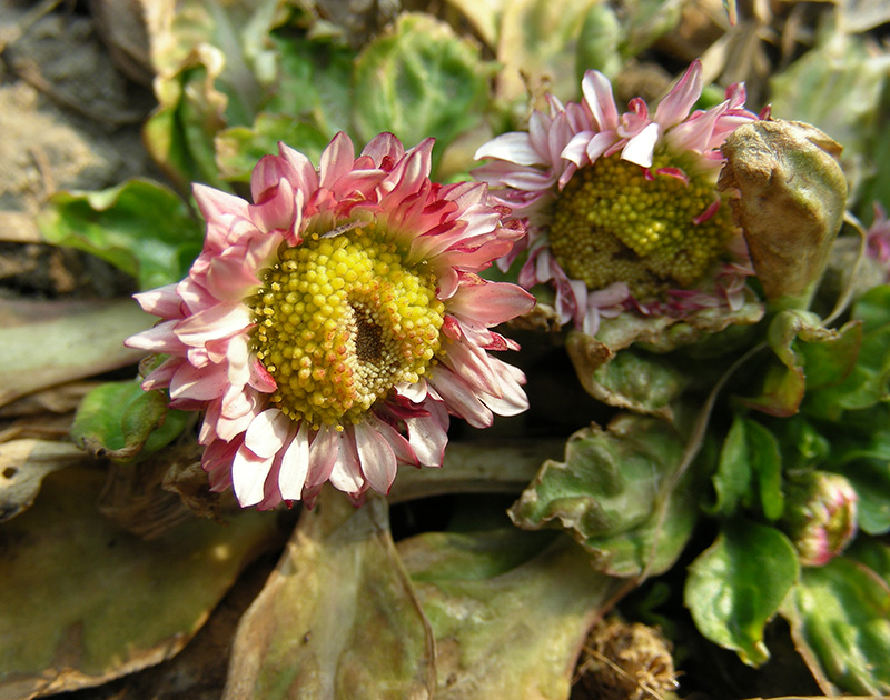 Изображение особи Bellis perennis.