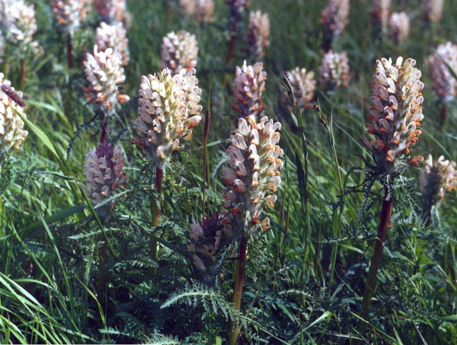 Image of Pedicularis dasystachys specimen.