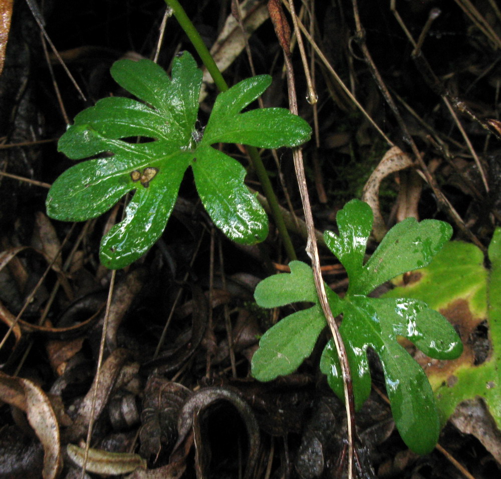 Image of Viola milanae specimen.