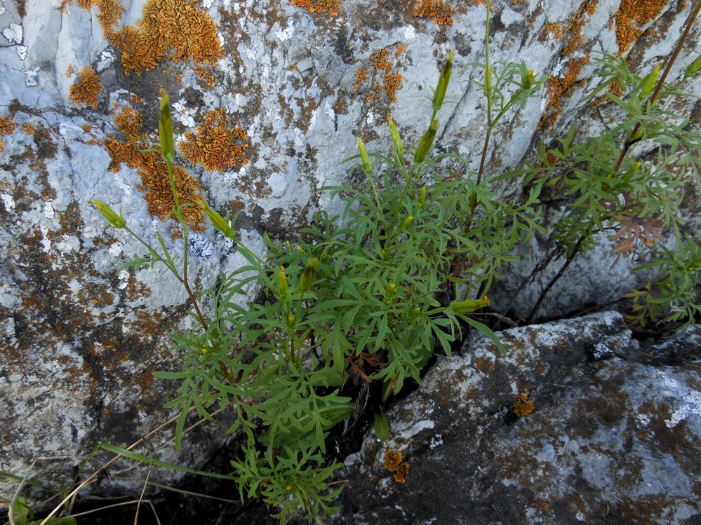 Image of Bidens parviflora specimen.