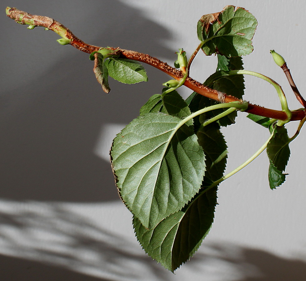 Изображение особи Hydrangea petiolaris.