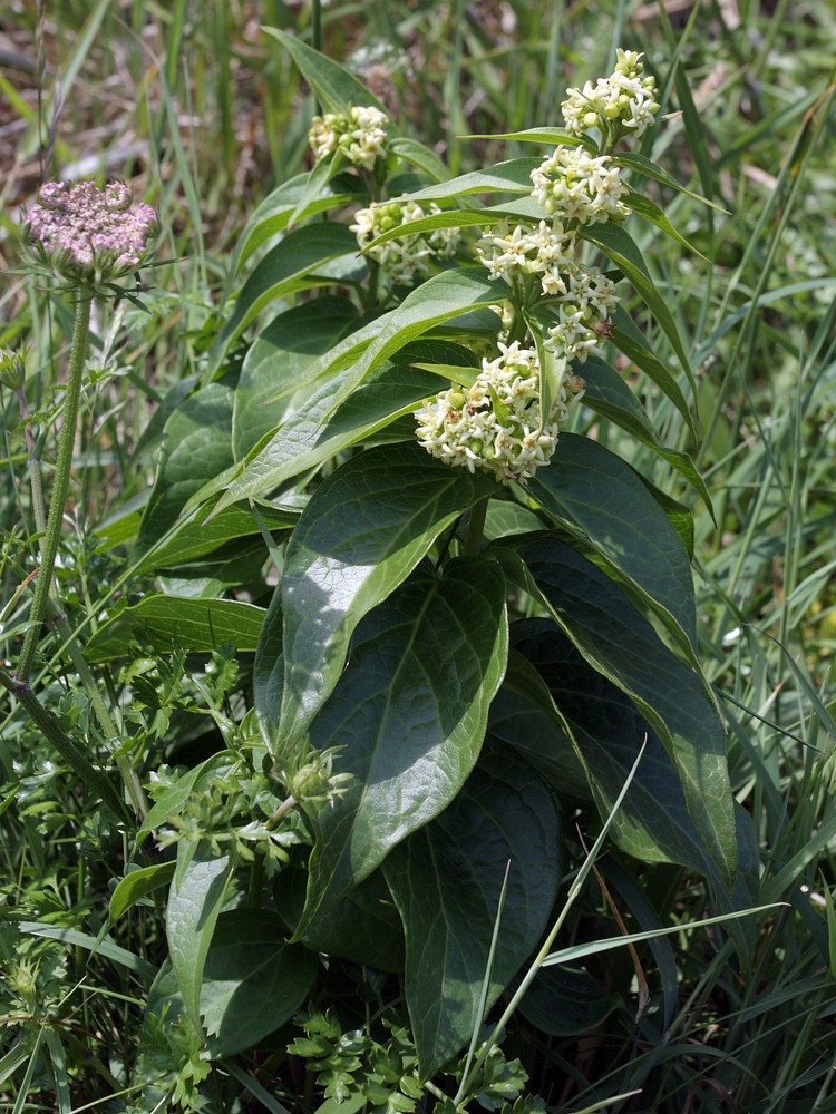 Image of Vincetoxicum hirundinaria specimen.