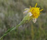 Galatella crinitoides. Соцветие. Татарстан, г. Бавлы. 09.09.2012.