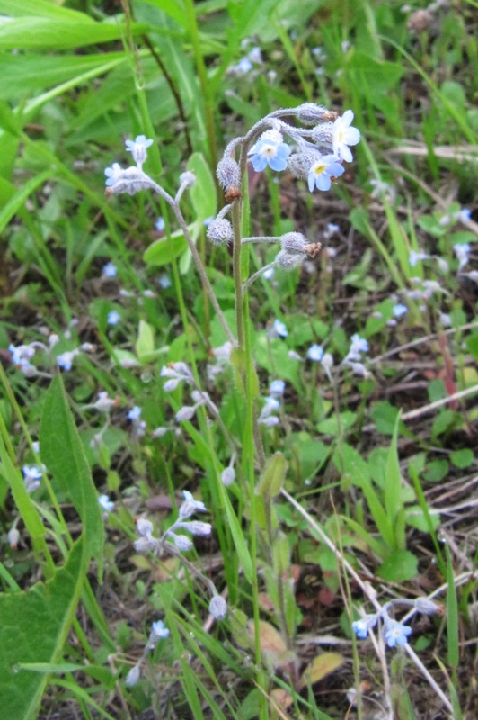 Изображение особи Myosotis arvensis.