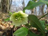 Helleborus caucasicus