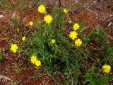 Sonchus tenerrimus. Цветущее и плодоносящее растение. Испания, г. Валенсия, резерват Альбуфера (Albufera de Valencia), стабилизировавшаяся дюна. 6 апреля 2012 г.