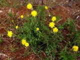 Sonchus tenerrimus