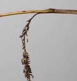 Image of taxon representative. Author is Валерий Куделя