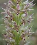 род Orchis. Часть соцветия. Israel, Judean Mountains. 15.03.2006.