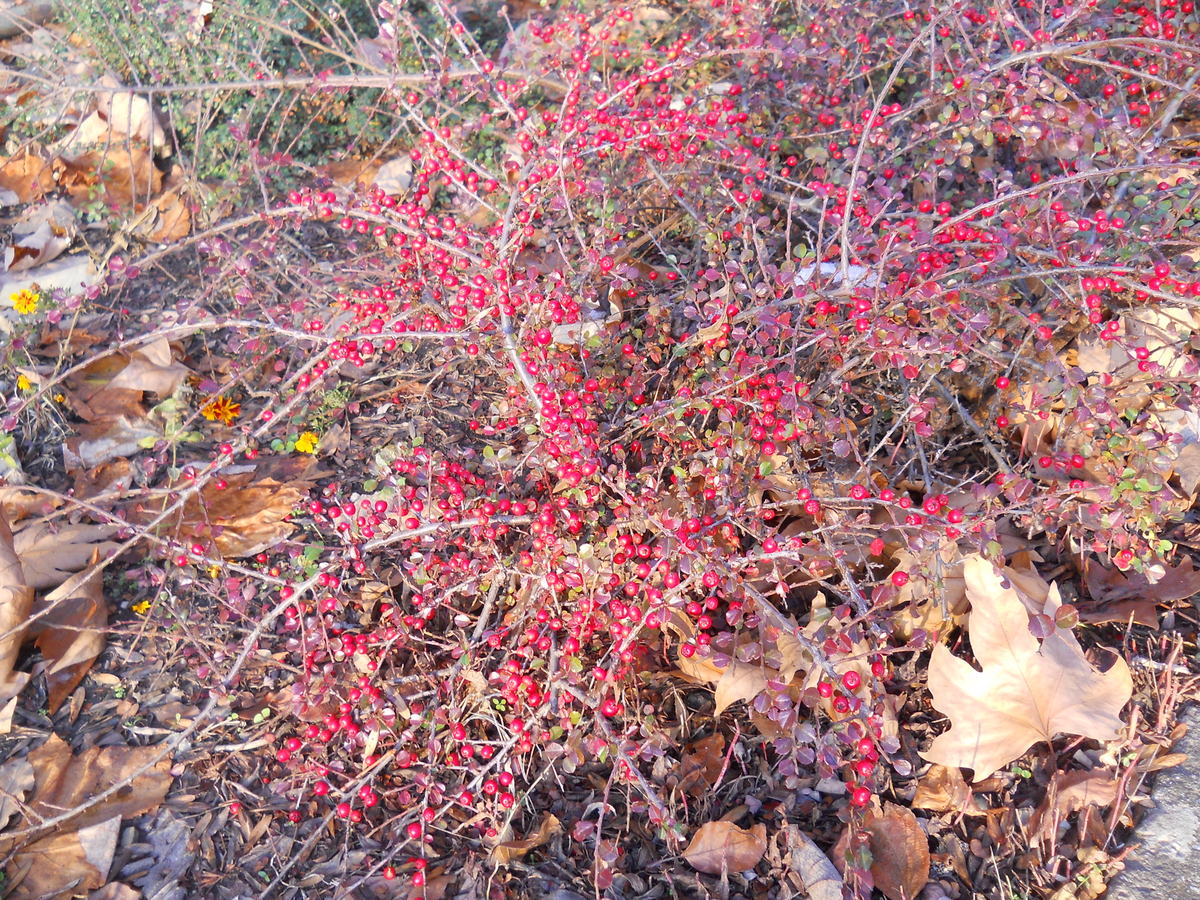 Изображение особи Cotoneaster horizontalis.