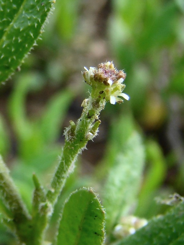 Изображение особи Euclidium syriacum.