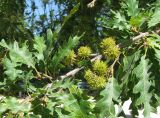 Fagus sylvatica variety laciniata. Часть ветви с соплодиями. Франция, Прованс, г. Авиньон, парк у Папского дворца. 26.06.2012.