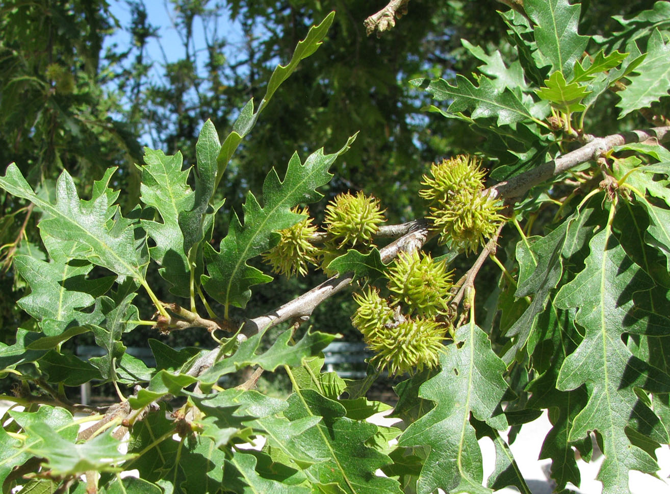 Image of Fagus sylvatica var. laciniata specimen.