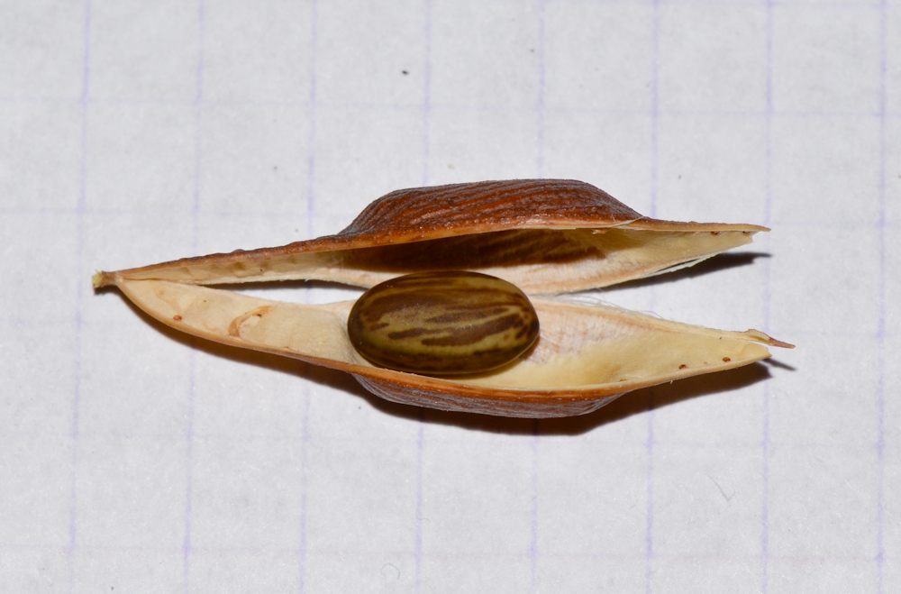 Image of Parkinsonia aculeata specimen.