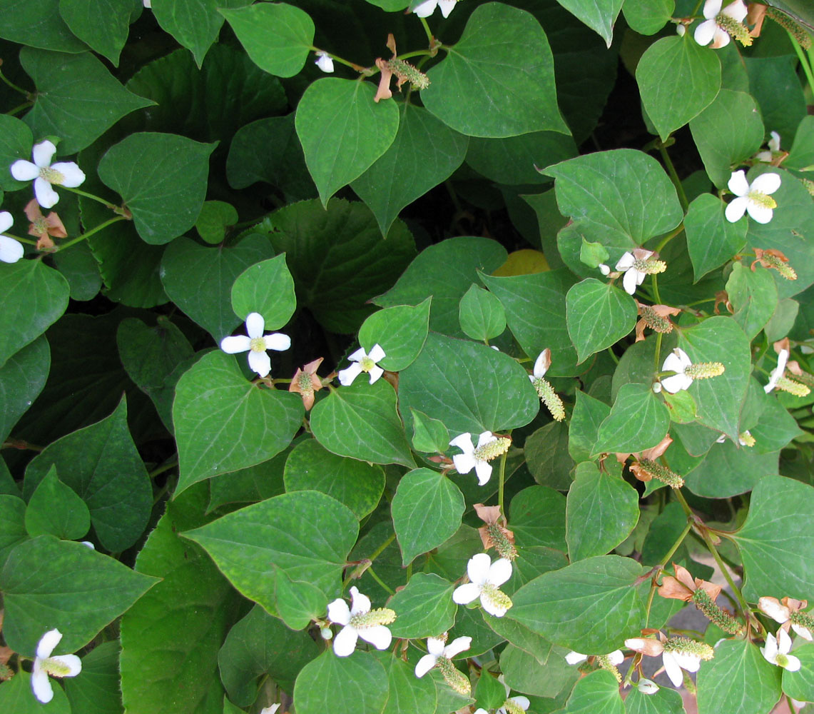 Изображение особи Houttuynia cordata.