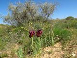 Iris atropurpurea