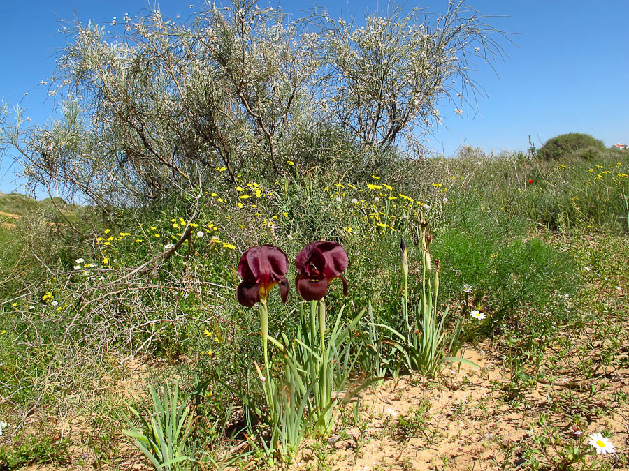 Image of Iris atropurpurea specimen.
