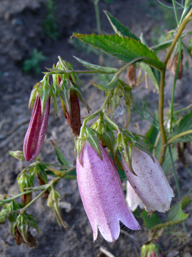 Изображение особи Campanula takesimana.