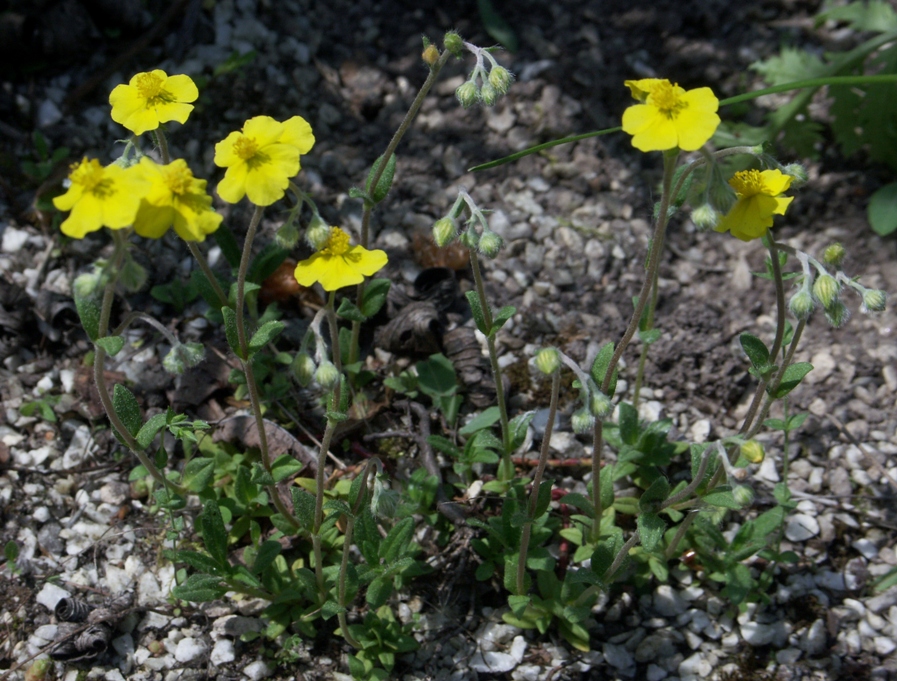 Image of Helianthemum baschkirorum specimen.