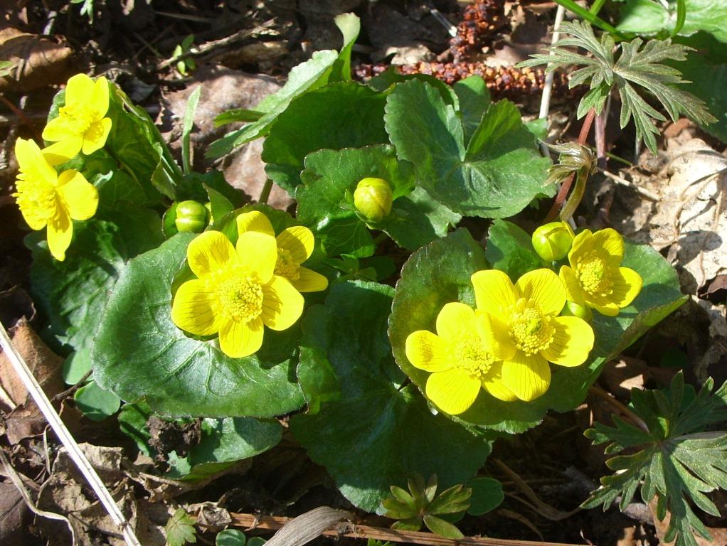 Image of Caltha palustris specimen.